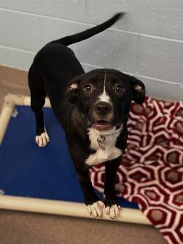 Dottie -  Labrador Retriever Dog for Adoption in Roanoke, Virginia - Dottie | PetCurious