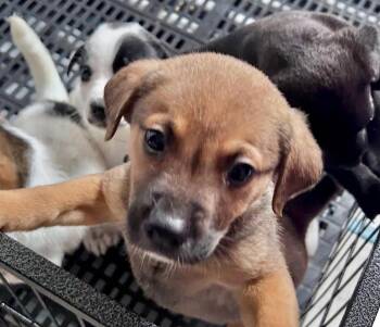 Olympic -  Pit Bull Terrier and Labrador Retriever Dog for Adoption in Gilberts, Illinois - Olympic | PetCurious