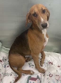 Brewer -  American Foxhound Dog for Adoption in Manning, South Carolina - Brewer | PetCurious