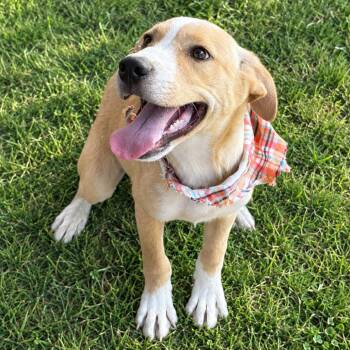 Luke -  Yellow Labrador Retriever Dog for Adoption in Tulsa, Oklahoma - Luke | PetCurious