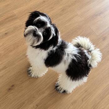 Dice -  Shih Tzu and Yorkshire Terrier Dog for Adoption in Austin, Texas - Dice | PetCurious