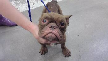 A2094737 -  French Bulldog and Mixed Breed Dog for Adoption in Houston, Texas - A2094737 | PetCurious