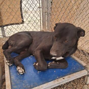 Labrador Retriever Dogs Available for Adoption in Kingman, Arizona - Muse | PetCurious