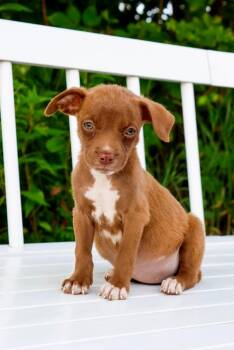 State Fair Litter - Giant Slide -  Pit Bull Terrier and Mixed Breed Dog for Adoption in Savage, Minnesota - State Fair Litter - Giant Slide | PetCurious
