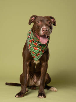 Rescue Mixed Breed Dogs for Adoption in Atlanta, Georgia - Mackaboon | PetCurious