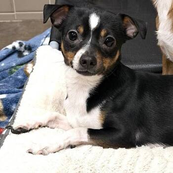 Chihuahua Dogs Available for Adoption - Sky -- Bonded Buddy With Precious | PetCurious