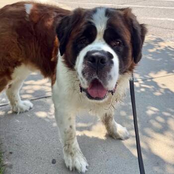 Saint -  Saint Bernard Dog for Adoption in Hampton Bays, New York - Saint | PetCurious