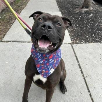 Pit Bull Terrier Dogs Available for Adoption in Buffalo, New York - Wesley  | PetCurious