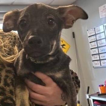 Terrier Dogs Available for Adoption in Knoxville, Tennessee - Mouse | PetCurious