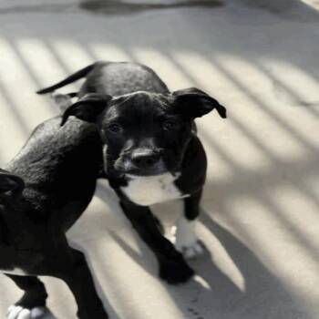 Stephan (Caleb) -  Boxer and Mixed Breed Dog for Adoption in Buellton, California - Stephan (Caleb) | PetCurious