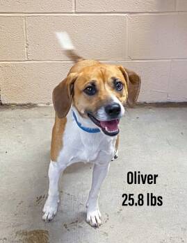 Rescue Beagle and Jack Russell Terrier Dogs for Adoption in Clearfield, Kentucky - Oliver | PetCurious