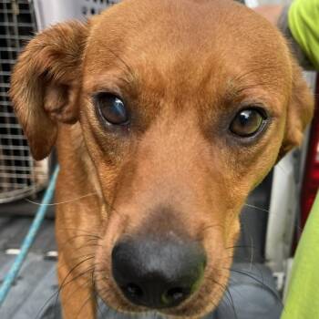 Dunn -  Hound and Mixed Breed Dog for Adoption in Nashville, Tennessee - Dunn | PetCurious