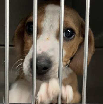 Gizmo -  Beagle Dog for Adoption in Parma, Ohio - Gizmo | PetCurious