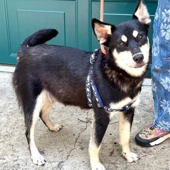 Brooke Shields -s -  Husky and Shepherd Dog for Adoption in Sequatchie, Tennessee - Brooke Shields -s | PetCurious