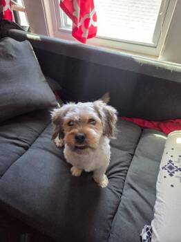 Lhasa Apso and Havanese Dogs Available for Adoption in Meriden, Connecticut - Canela | PetCurious