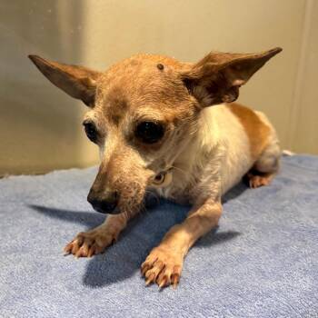 IVHS-Stray-144432 -  Chihuahua Dog for Adoption in San Gabriel, California - IVHS-Stray-144432 | PetCurious