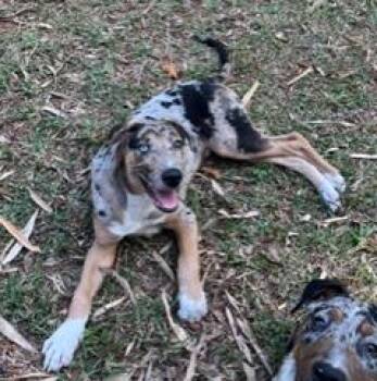 Australian Cattle Dog Blue Heeler and Labrador Retriever Dogs Available for Adoption in Wekiwa Springs, Florida - Denali | PetCurious