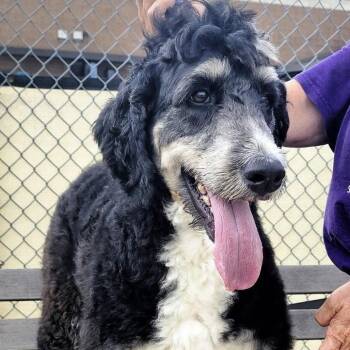 Bernese Mountain Dog and Poodle Dogs Available for Adoption - Goose | PetCurious