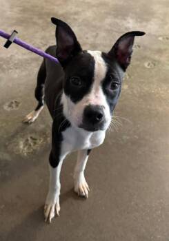 Olive -  Boston Terrier Dog for Adoption in Rockwall, Texas - Olive | PetCurious