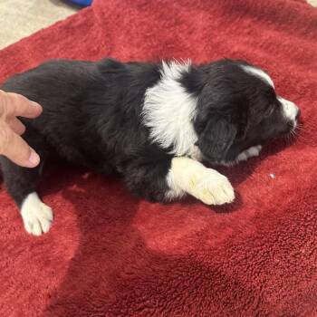 ROXANNE (2) -  Border Collie Dog for Adoption in Richmond, California - ROXANNE (2) | PetCurious