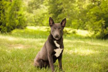 Zeus Ragnar- Transport -  Belgian Shepherd Malinois Dog for Adoption in Gradyville, Kentucky - Zeus Ragnar- Transport | PetCurious