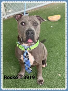 Rescue Pit Bull Terrier and Cane Corso Dogs for Adoption in Marietta, Georgia - ROCKO | PetCurious