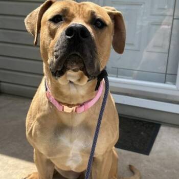 Daisy -  Boerboel and American Staffordshire Terrier Dog for Adoption in Lyndhurst, New Jersey - Daisy | PetCurious