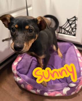 Miniature Pinscher and German Shepherd Dog Dogs Available for Adoption - Sunny | PetCurious