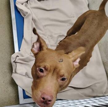 Pit Bull Terrier and Mixed Breed Dogs Available for Adoption in St. Louis, Missouri - TRINITY | PetCurious