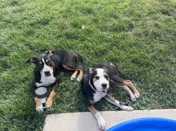 Veyra -  Catahoula Leopard Dog and Australian Shepherd Dog for Adoption in Salt Lake City, Utah - Veyra | PetCurious