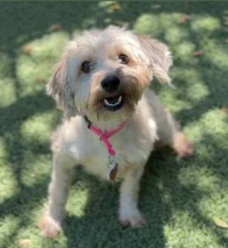 Cuddles CA -  Lhasa Apso Dog for Adoption in Hillside, Illinois - Cuddles CA | PetCurious