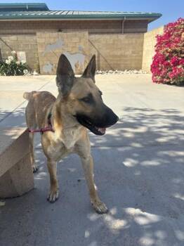 RITZ -  German Shepherd Dog Dog for Adoption in Riverside, California - RITZ | PetCurious