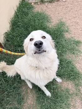 Great Pyrenees and Mixed Breed Dogs Available for Adoption in Fort Collins, Colorado - Suzy-Q | PetCurious