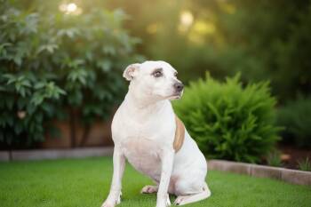 Rescue Pit Bull Terrier and Pointer Dogs for Adoption in Sebastian, Florida - Nova | PetCurious