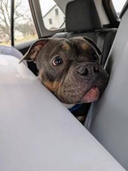 American Bully Dogs Available for Adoption - Ava, Beautiful And Tiny Bully Mix Girl, Sweet And Cuddly ! | PetCurious