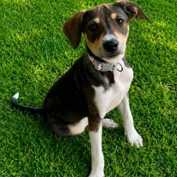 Darby Kelly -  Catahoula Leopard Dog and Mixed Breed Dog for Adoption in Wadena, Minnesota - Darby Kelly | PetCurious