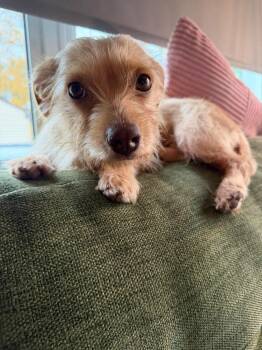 Frankie -  Terrier Dog for Adoption in Grand Forks, North Dakota - Frankie | PetCurious