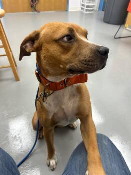 Hog -  Pit Bull Terrier Dog for Adoption in Hartsville, South Carolina - Hog | PetCurious