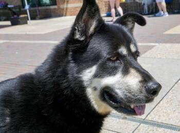 Nightwing -  Shepherd and Husky Dog for Adoption in Dallas, Texas - Nightwing | PetCurious