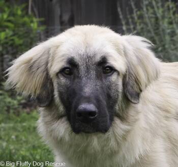 Anatolian Shepherd Dogs Available for Adoption in Nashville, Tennessee - Riggs | PetCurious