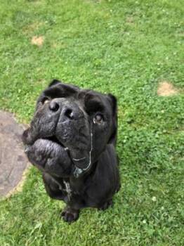 Derpy -  Cane Corso and Mixed Breed Dog for Adoption in Westland, Michigan - Derpy | PetCurious