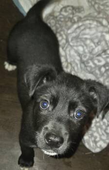 BADGER -  Black Labrador Retriever Dog for Adoption in Fosters, Alabama - BADGER | PetCurious