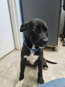 Labrador Retriever Dogs Available for Adoption in Rustburg, Virginia - Joy - At Shelter Available 6/7 | PetCurious