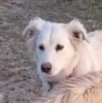 Labrador Retriever and Golden Retriever Dogs Available for Adoption - Sunny | PetCurious