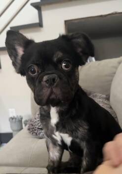 Clyde -  French Bulldog Dog for Adoption in Las Vegas, Nevada - Clyde | PetCurious