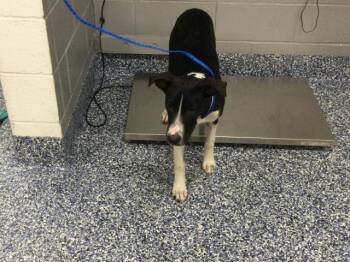 KAYLEE -  Pit Bull Terrier and Mixed Breed Dog for Adoption in Thousand Palms, California - KAYLEE | PetCurious
