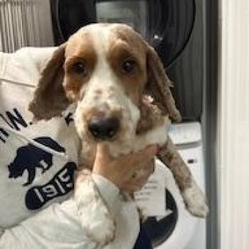 Poodle and Pointer Dogs Available for Adoption in Tulsa, Oklahoma - Maxamus | PetCurious