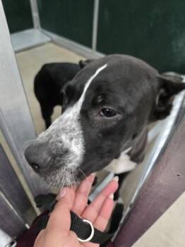 PRINCE NAVEEN -  Pit Bull Terrier Dog for Adoption in Killeen, Texas - PRINCE NAVEEN | PetCurious