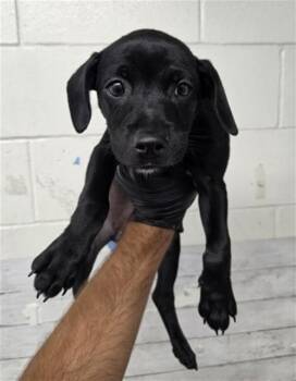 ODESSA -  Labrador Retriever and Mixed Breed Dog for Adoption in San Bernardino, California - ODESSA | PetCurious