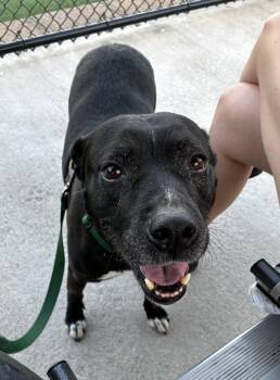 Pit Bull Terrier and Labrador Retriever Dogs Available for Adoption in Cary, North Carolina - Ruby | PetCurious